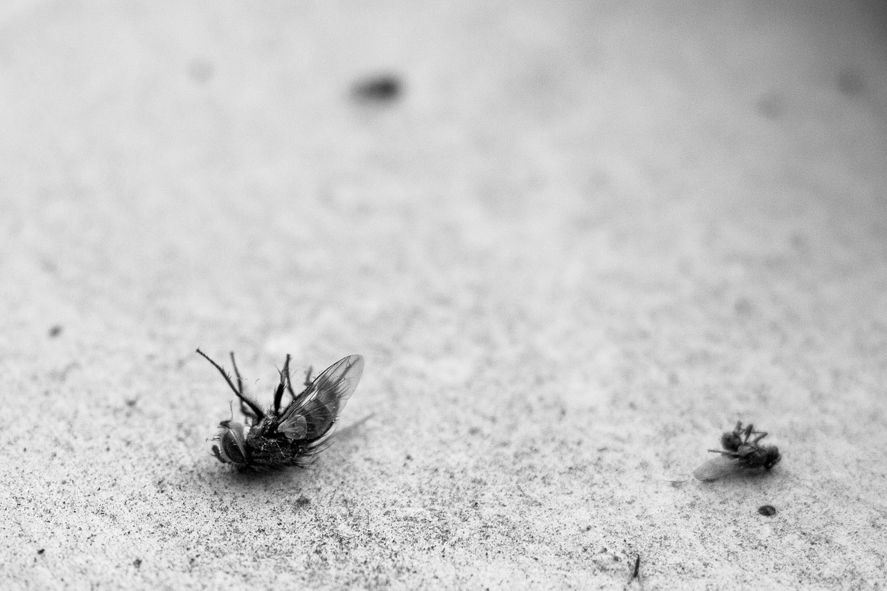 A Comprehensive Guide to Organic Pest Control